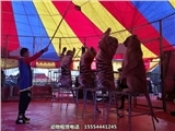 馬戲團(tuán)表演出租湖北省